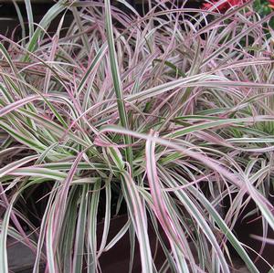 CHERRY SPARKLER FOUNTAIN GRASS
