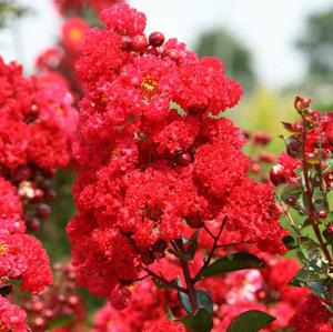 RUFFLED RED MAGIC™ CRAPEMYRTLE