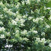 NANTUCKET PRIVET