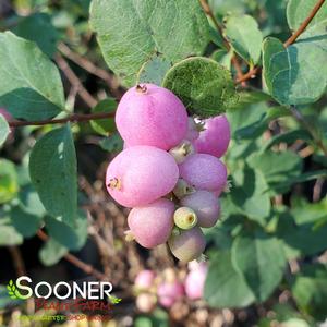 PROUD BERRY® CORALBERRY