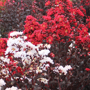 RED AND WHITE MIXED CRAPEMYRTLE