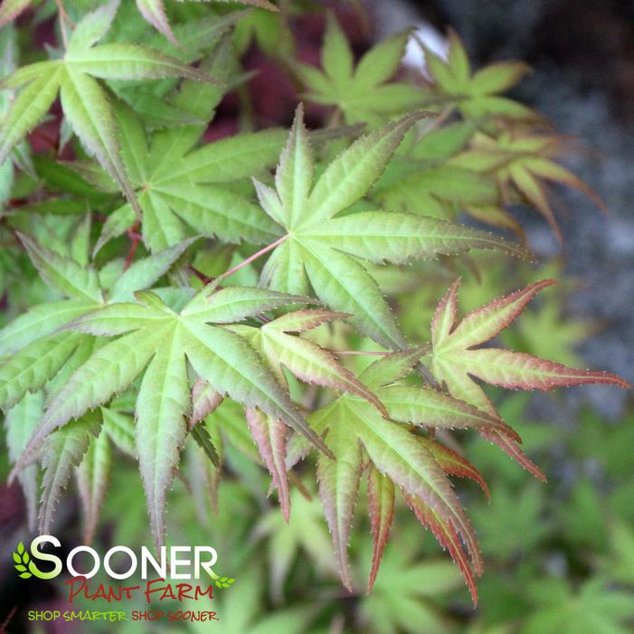 CORAL MAGIC UPRIGHT JAPANESE MAPLE