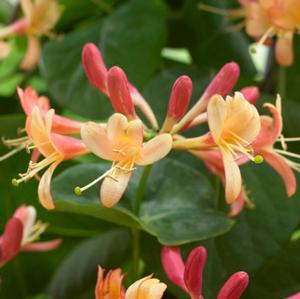 CORAL STAR™ HONEYSUCKLE