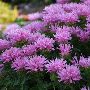 SUGAR BUZZ® PINK FROSTING BEEBALM