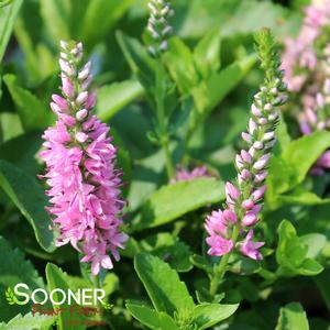 MAGIC SHOW® PINK POTION SPEEDWELL