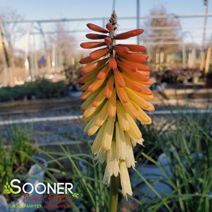 PYROMANIA™ HOT & COLD RED HOT POKER