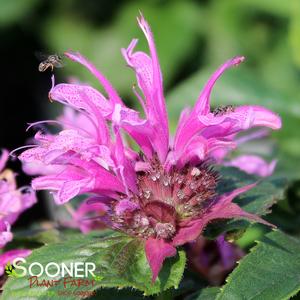 LEADING LADY ORCHID BEEBALM
