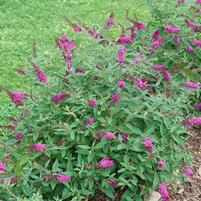 LO & BEHOLD RUBY CHIP® BUTTERFLY BUSH