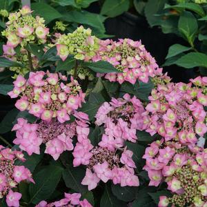 LET'S DANCE CAN DO® HYDRANGEA