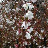 SNOW FOUNTAIN WEEPING FLOWERING CHERRY