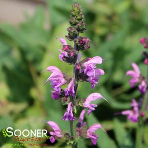 COLOR SPIRES® BACK TO THE FUCHSIA MEADOW SAGE