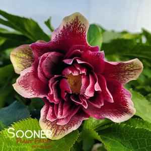 NORTH STAR™ PLUM LENTEN ROSE