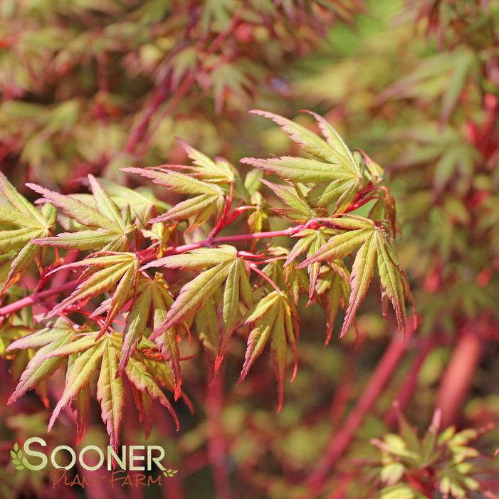 CORAL BARK UPRIGHT JAPANESE MAPLE