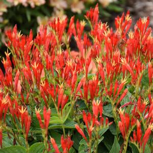 RAGIN' CAJUN INDIAN PINK