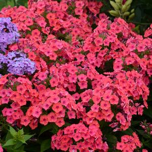 FLAME® CORAL IMPROVED GARDEN PHLOX