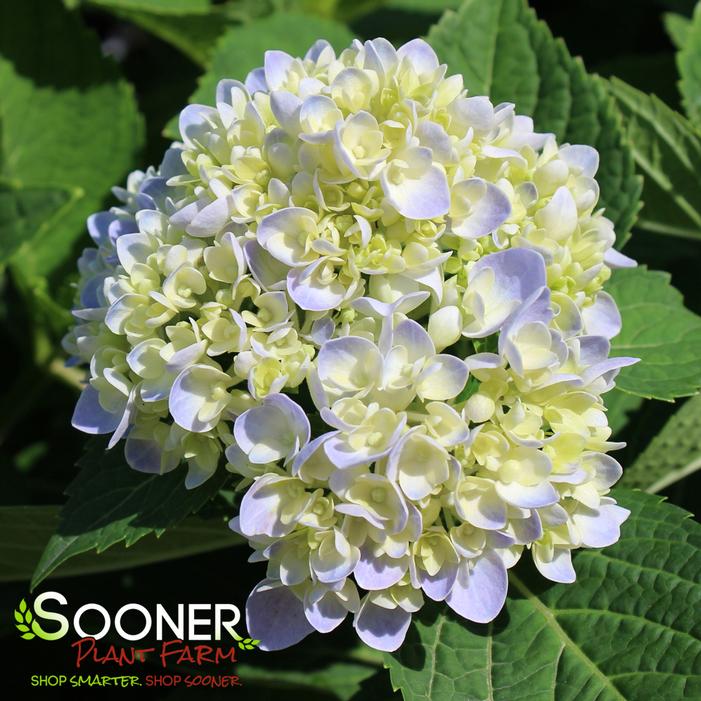 iBLOOM® AZURE SKIES™ HYDRANGEA