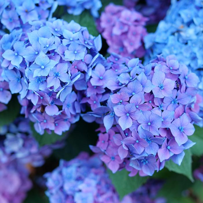 LET'S DANCE LOVEABLE® HYDRANGEA