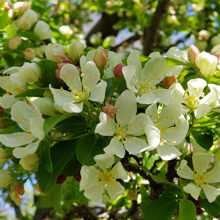 SWEET SUGAR TYME® CRABAPPLE