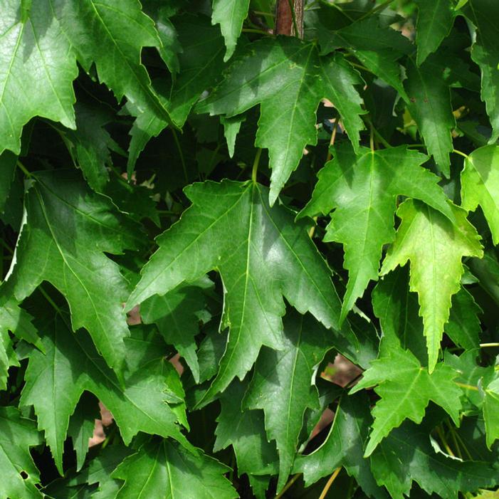 ARMSTRONG GOLD® MAPLE