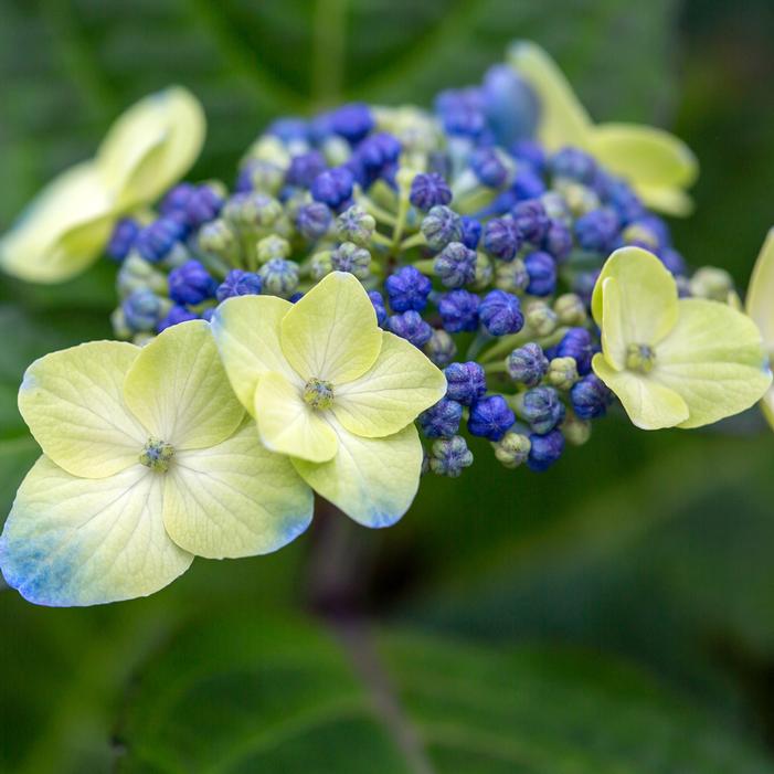 ENDLESS SUMMER® POP STAR® HYDRANGEA