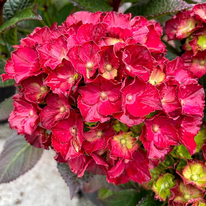 CHERRY-GO-ROUND™ HYDRANGEA