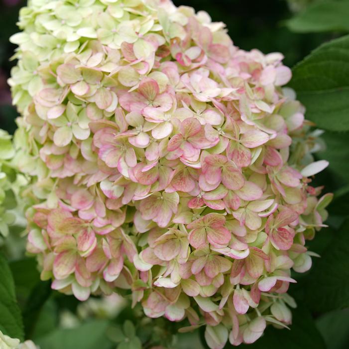 POWERBALL™ HYDRANGEA