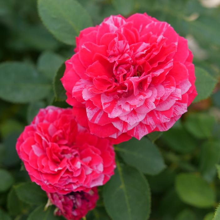 OSO EASY RED STRIPE™ ROSE