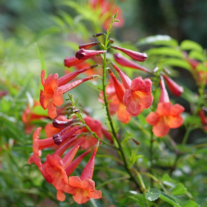 CHICKLET® RED ESPERANZA