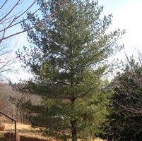 EASTERN WHITE PINE