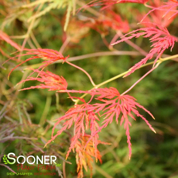 SEIRYU UPRIGHT JAPANESE MAPLE