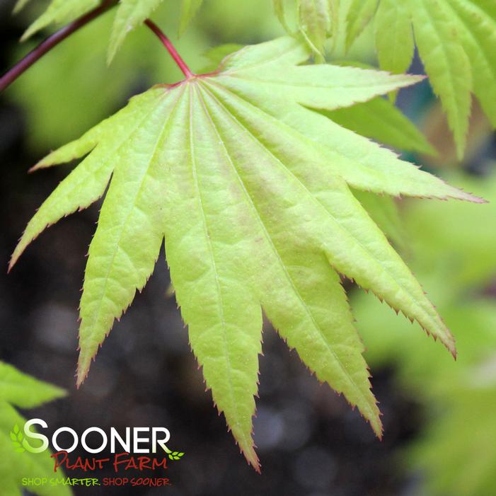 AUTUMN MOON UPRIGHT JAPANESE MAPLE