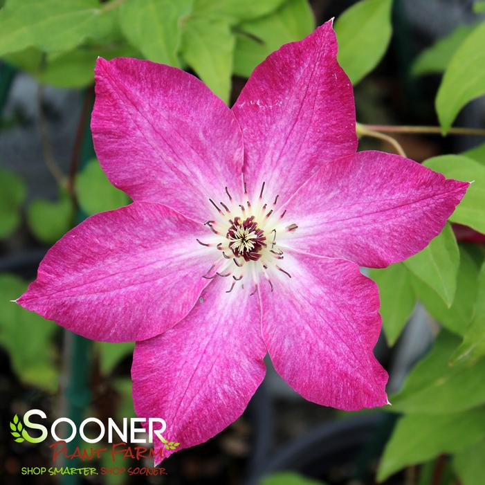 VIVA POLONIA CLEMATIS