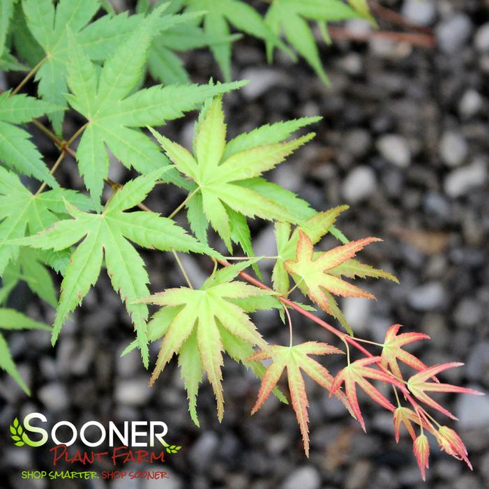 CORAL MAGIC UPRIGHT JAPANESE MAPLE