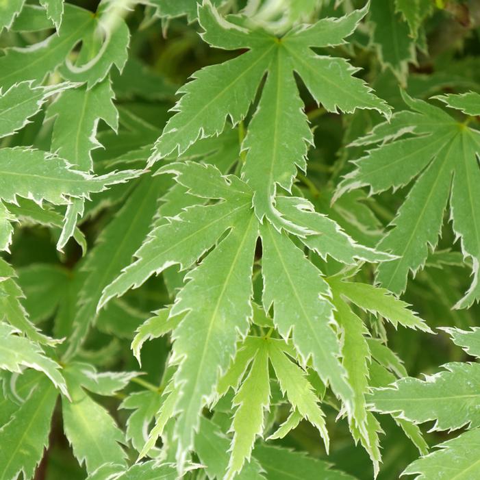 METAMORPHOSA® UPRIGHT JAPANESE MAPLE