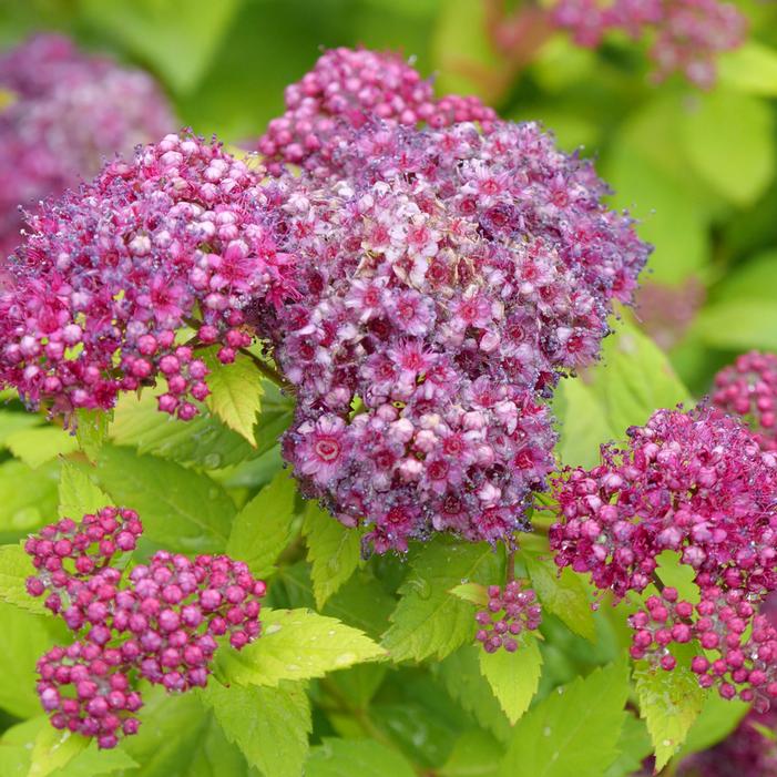 DOUBLE PLAY® DOLLY™ SPIRAEA