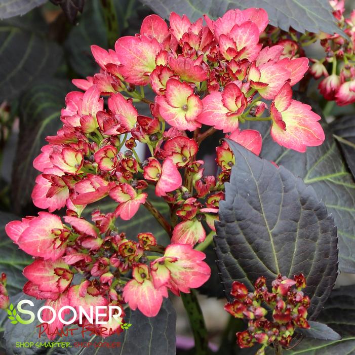 ECLIPSE® HYDRANGEA