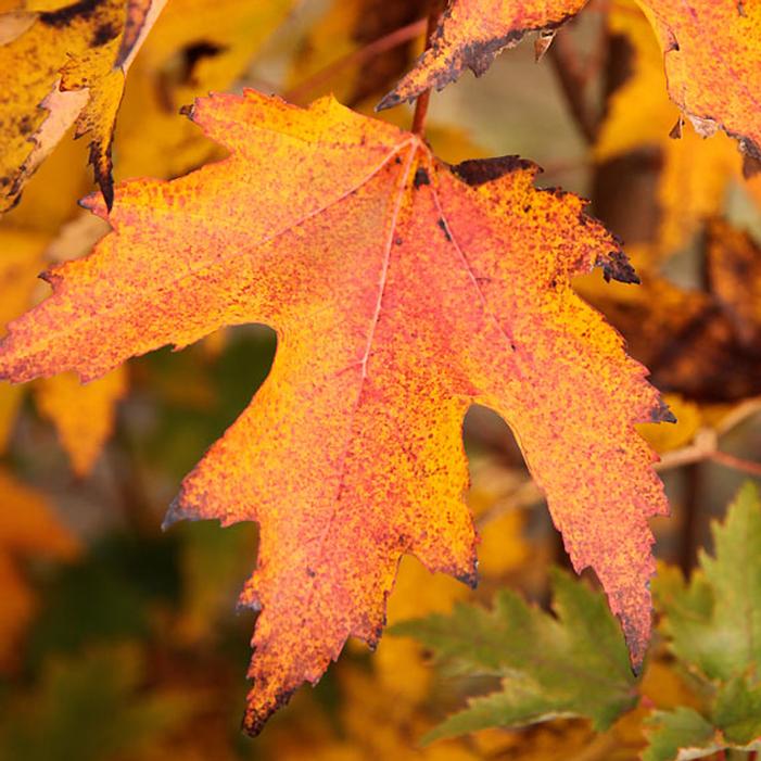 ARMSTRONG GOLD® MAPLE