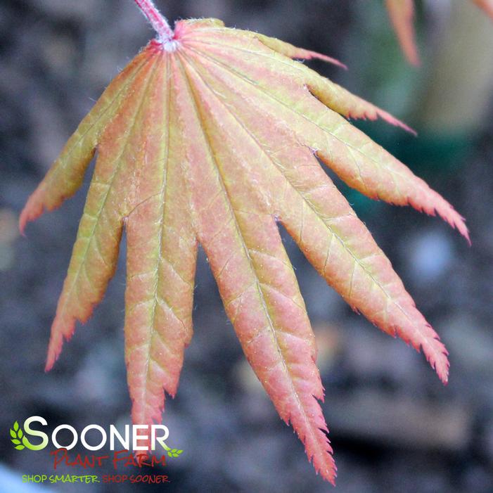 AUTUMN MOON UPRIGHT JAPANESE MAPLE