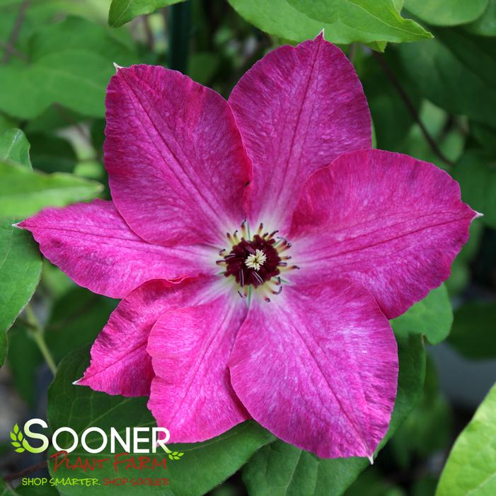 VIVA POLONIA CLEMATIS