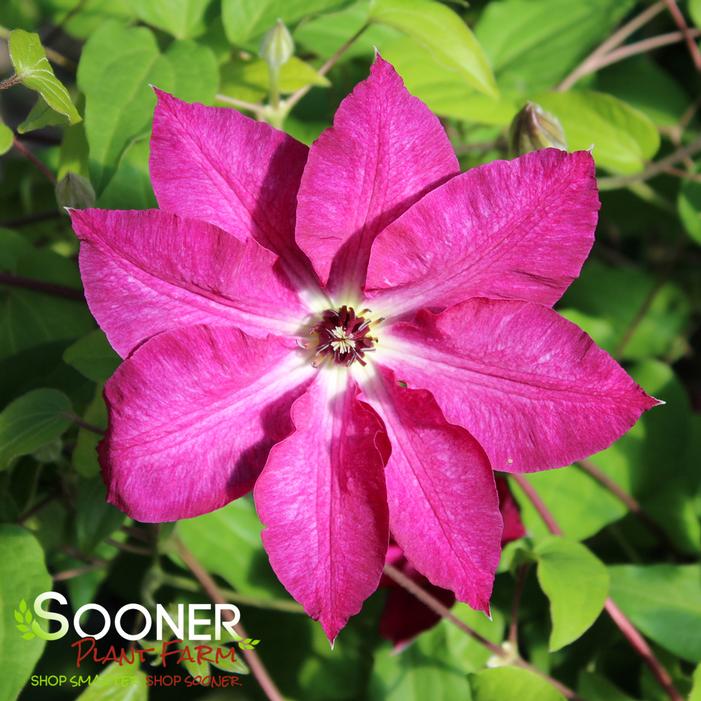 VIVA POLONIA CLEMATIS