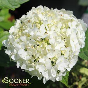 Hydrangea arborescens 'Abetwo'