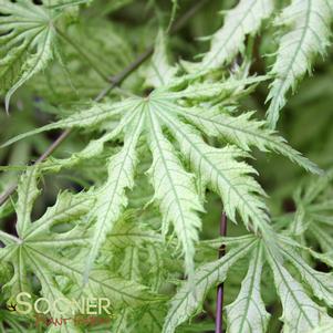 Acer palmatum reticulatum 'Sister Ghost'