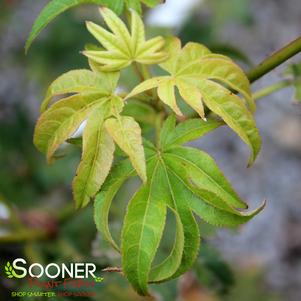 Acer palmatum amoenum 'Hogyoku'