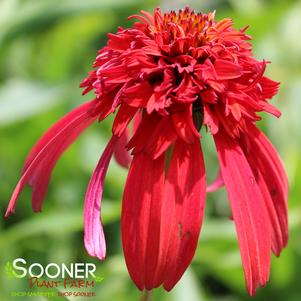 Echinacea x 'Hot Papaya'
