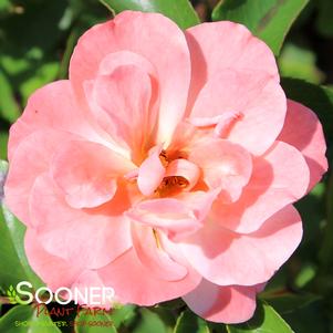 Rosa species 'MEIggili'