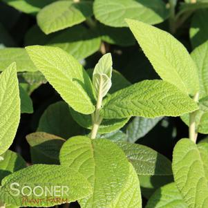 Viburnum rhytidophyllum 'Alleghany'