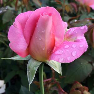 Rosa species 'Tiffany'
