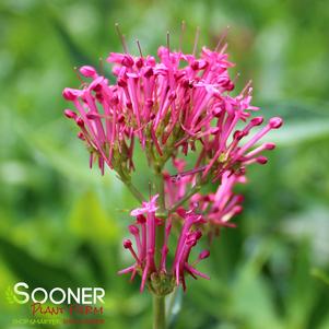 Centranthus ruber 'Coccineus'