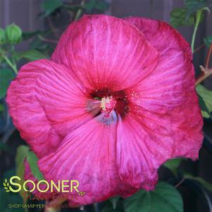 Hibiscus x moscheutos 'Plum Crazy'