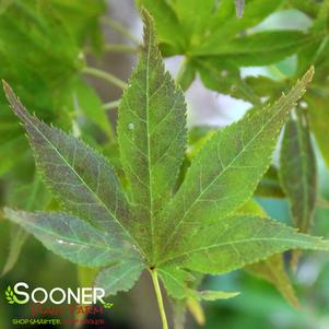 Acer palmatum matsumurae 'Iijima Sunago'